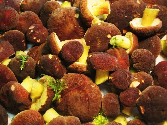 Rezept: Waldpilzpfanne mit Putenbrust-Streifen Bild Nr. 2 Waldpilzpfanne mit Putenbrust-Streifen - Rezept - Bild Nr. 2