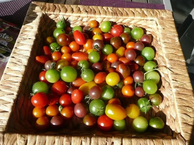 ERNTE / ZUCCHINIPÄCKCHEN auf TOMATENBETT - Rezept - Bild Nr. 2