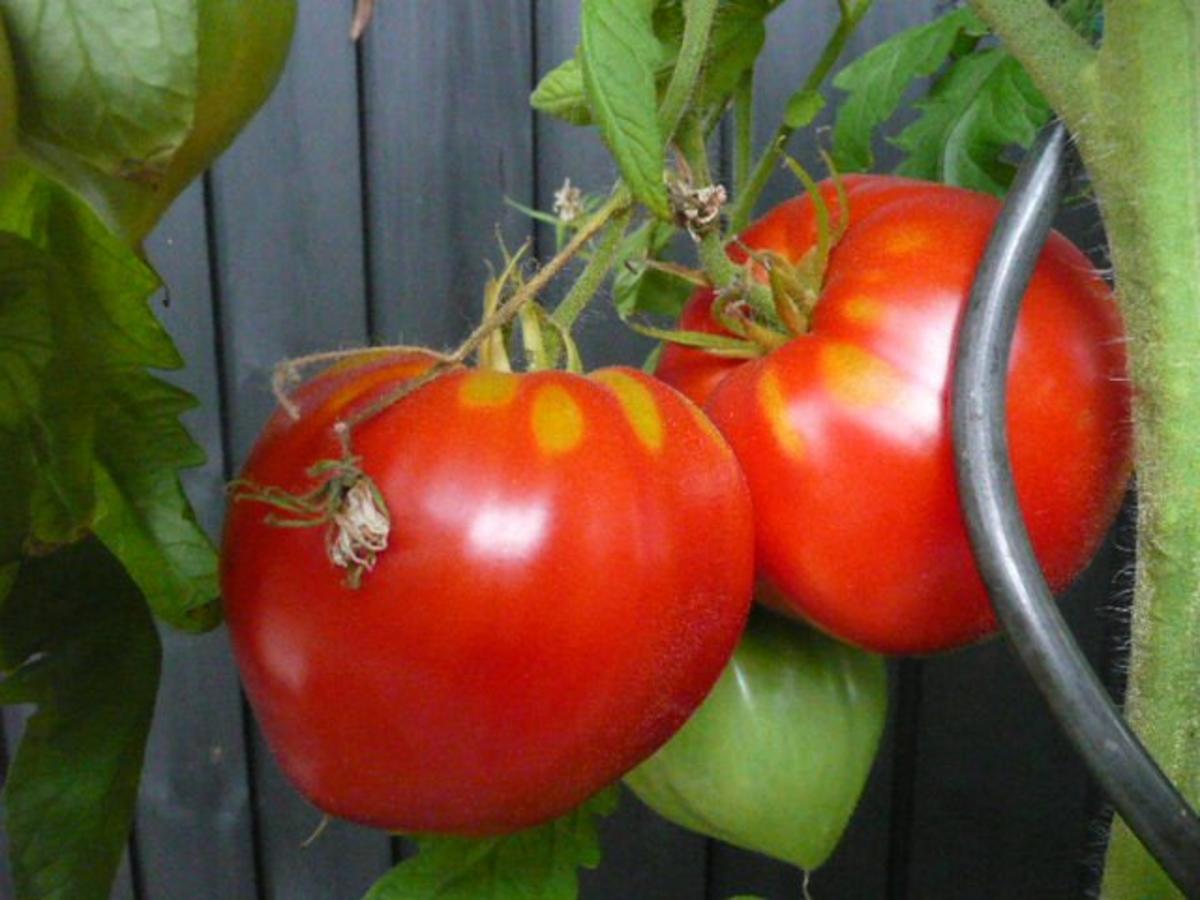 ERNTE / ZUCCHINIPÄCKCHEN auf TOMATENBETT - Rezept - Bild Nr. 3