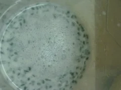 Rezept: Sauerkraut-Auflauf Bild Nr. 4 Sauerkraut-Auflauf - Rezept - Bild Nr. 4