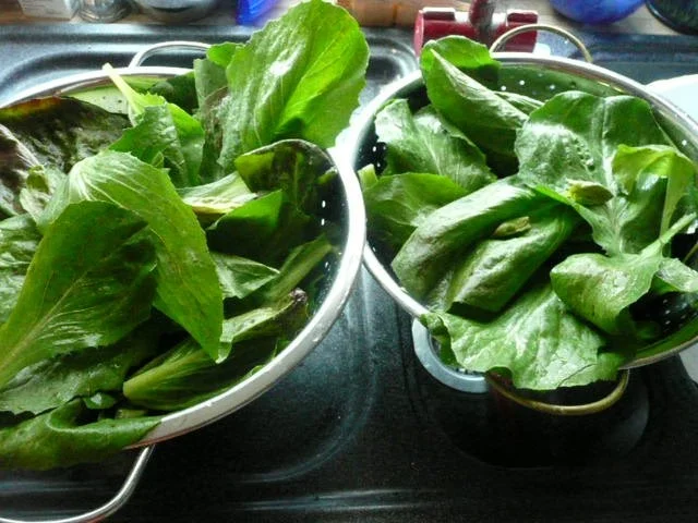 SALAT /FELDSALAT mit WACHTELBRÜSTCHEN - Rezept - Bild Nr. 2