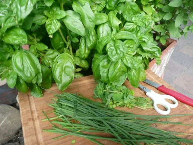 SALAT /FELDSALAT mit WACHTELBRÜSTCHEN - Rezept - Bild Nr. 5