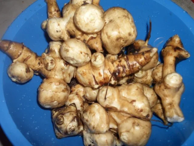 Topinamburpuffer - Rezept - Bild Nr. 2