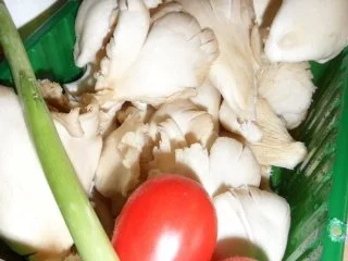 Rezept: Austernpilze ♫ mit Hähnchenfilet & Pasta ♫ Bild Nr. 3 Austernpilze ♫ mit Hähnchenfilet & Pasta ♫ - Rezept - Bild Nr. 3