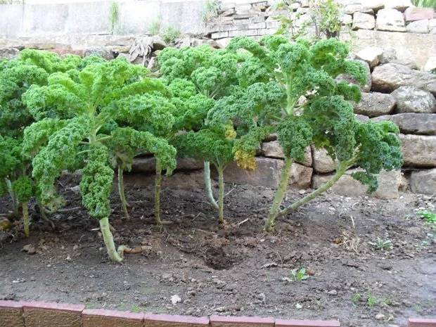 Rezept: Lasagne: Grünkohl mit Tomaten und Rauchfleisch Lasagne: Grünkohl mit Tomaten und Rauchfleisch - Rezept