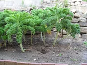 Lasagne: Grünkohl mit Tomaten und Rauchfleisch - Rezept