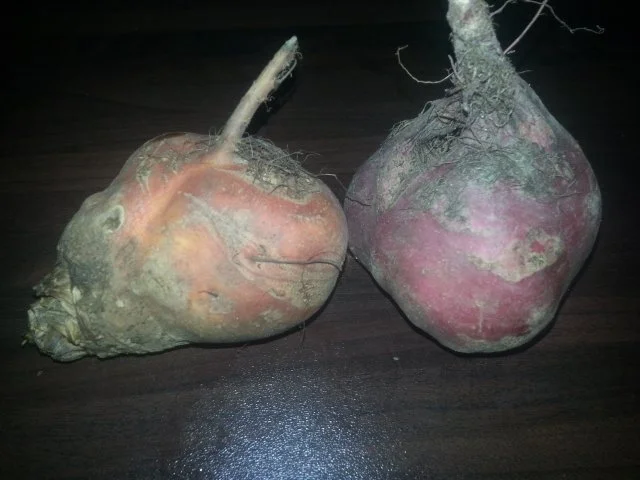 Lachsfilet auf Kartoffelbett mir geringelten rote Beete - Rezept