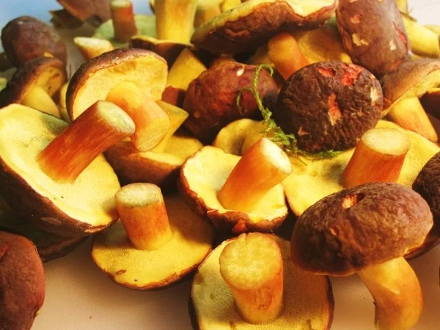 Rotfuß-Röhrlinge gebraten ... - Rezept - Bild Nr. 2