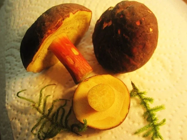 Rotfuß-Röhrlinge gebraten ... - Rezept - Bild Nr. 3