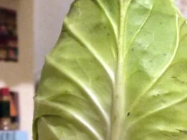 Rezept: Walnuss-Spätzle-Spitzkohlpfanne Bild Nr. 7 Walnuss-Spätzle-Spitzkohlpfanne - Rezept - Bild Nr. 7