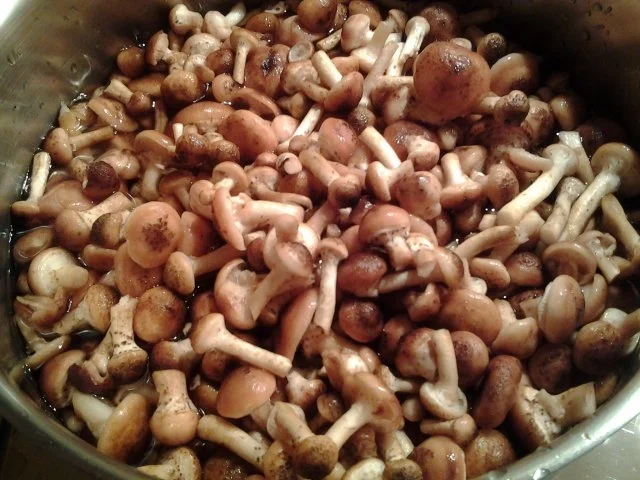 Hallimasch als Beilage - Rezept - Bild Nr. 3