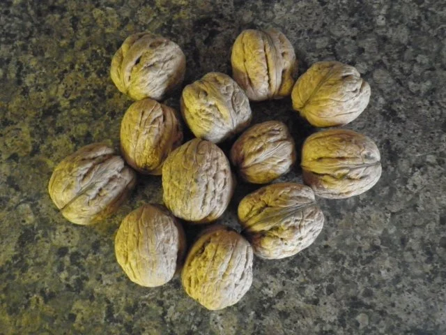 Walnuss - Brownies ... - Rezept - Bild Nr. 6