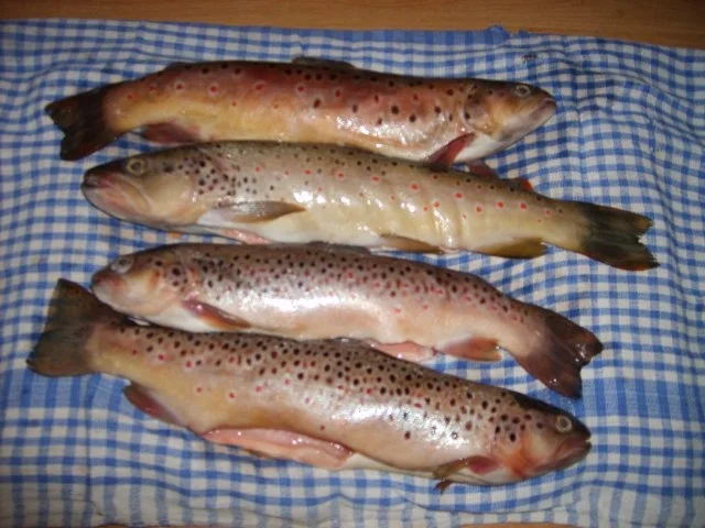 Frische selbst geräucherte Bachforelle - Rezept - Bild Nr. 2