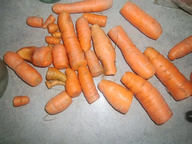 Rezept: Wildschweinfilet in Rotweinsoße Bild Nr. 2 Wildschweinfilet in Rotweinsoße - Rezept - Bild Nr. 2