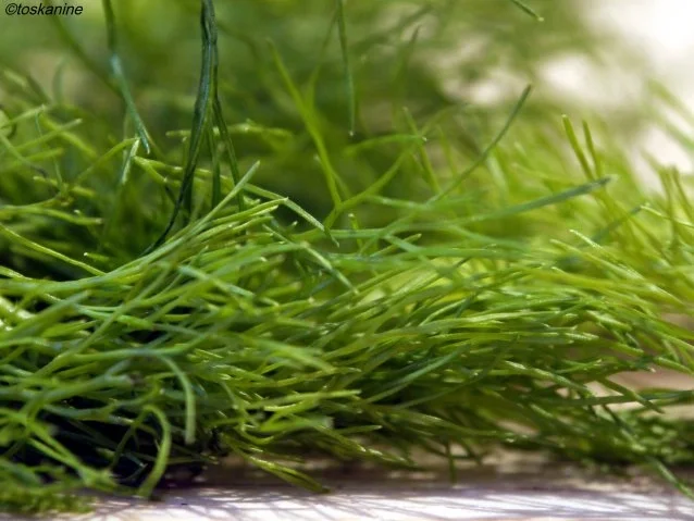 Birnen-Fenchel-Gorgonzola-Tarte - Rezept - Bild Nr. 4