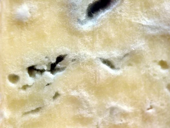 Birnen-Fenchel-Gorgonzola-Tarte - Rezept - Bild Nr. 7