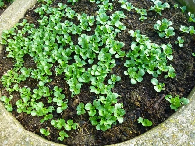 Rezept: Frischer Feldsalat mit großer Zwiebelfrikadelle Frischer Feldsalat mit großer Zwiebelfrikadelle - Rezept