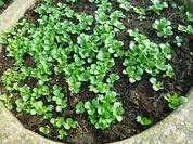 Frischer Feldsalat mit großer Zwiebelfrikadelle - Rezept