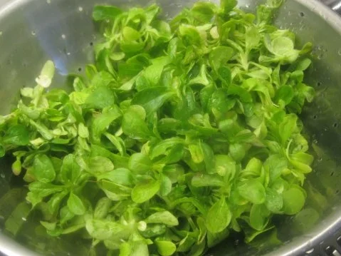 Rezept: Frischer Feldsalat mit großer Zwiebelfrikadelle Bild Nr. 2 Frischer Feldsalat mit großer Zwiebelfrikadelle - Rezept - Bild Nr. 2