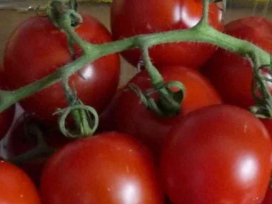 Rezept: Vorbereitung : Cocktailtomaten gefüllt mit Frischkäse Bild Nr. 2 Vorbereitung : Cocktailtomaten gefüllt mit Frischkäse - Rezept - Bild Nr. 2