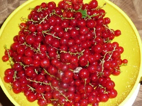 Rezept: Johannisbeer-Likör Bild Nr. 3 Johannisbeer-Likör - Rezept - Bild Nr. 3