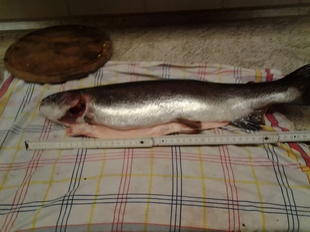 Forelle "Herby-Art" - Rezept - Bild Nr. 9