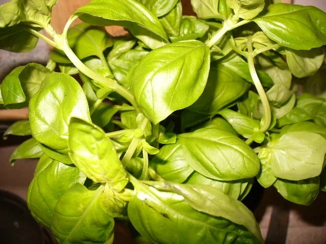 Rezept: Bandnudeln, Tomatensoße am gefüllten Hackbraten Bild Nr. 3 Bandnudeln, Tomatensoße am gefüllten Hackbraten - Rezept - Bild Nr. 3