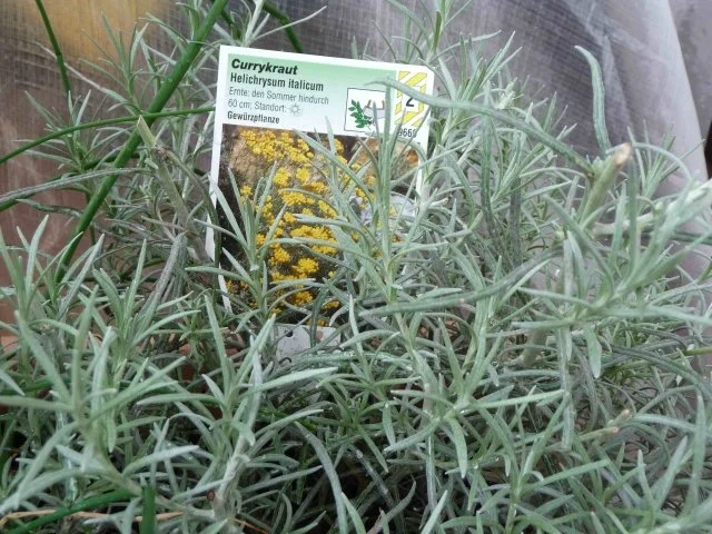 Kräutersud - Rezept - Bild Nr. 2