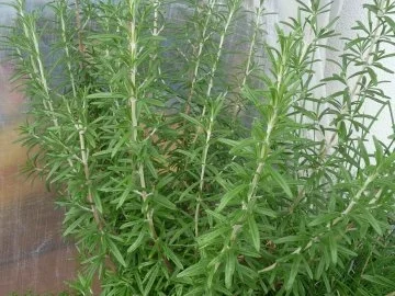 Kräutersud - Rezept - Bild Nr. 3