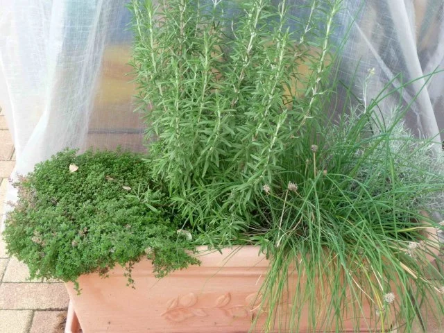 Gefüllte Paprikaschoten mit Kräutersoße - Rezept - Bild Nr. 6