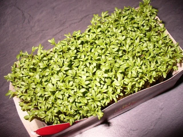 Carpaccio - Rezept - Bild Nr. 9