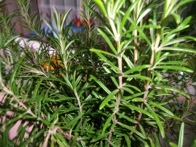 Paprikageschnetzeltes mit Backofenkartoffeln - Rezept - Bild Nr. 4