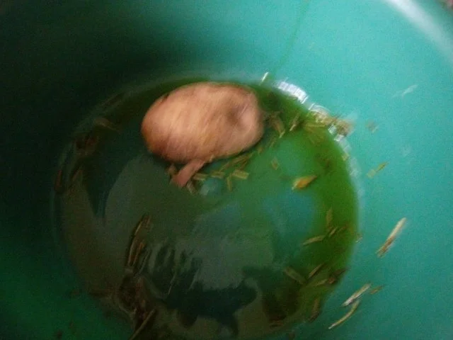 Paprikageschnetzeltes mit Backofenkartoffeln - Rezept - Bild Nr. 6