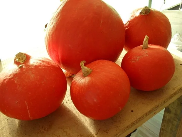 Kürbis-Apfel-Suppe - Rezept