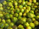 Rosenkohl aus der Pfanne, eine leckere Beilage - Rezept