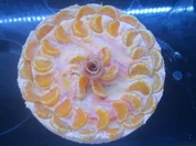 Torte Vogelmilch - Rezept