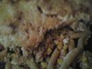 Makkaroni Thunfisch Auflauf - Rezept