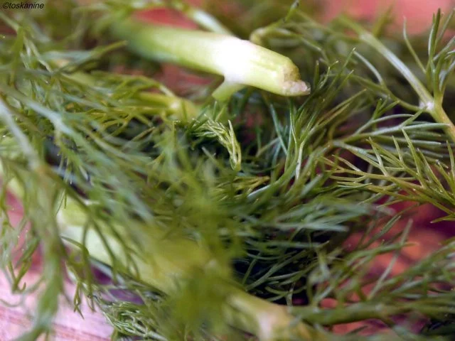 Rezept: Fenchel-Hackfleisch-Sauce mit Tagliatelle Bild Nr. 6 Fenchel-Hackfleisch-Sauce mit Tagliatelle - Rezept - Bild Nr. 6