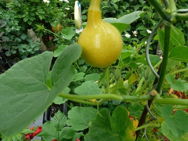 Kokos-Kürbis-Karotten-Süppchen - Rezept - Bild Nr. 2