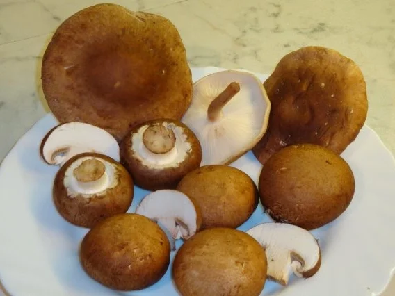 Rezept: Pfannkuchen mit Käse oder Schinkenfüllung mit Pilzen Pfannkuchen mit Käse oder Schinkenfüllung mit Pilzen - Rezept