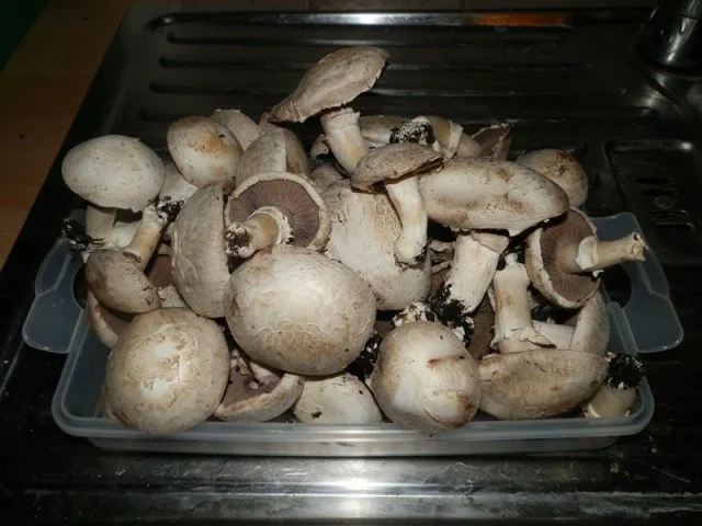 Leckeres Allerlei ist aufgelaufen - Rezept