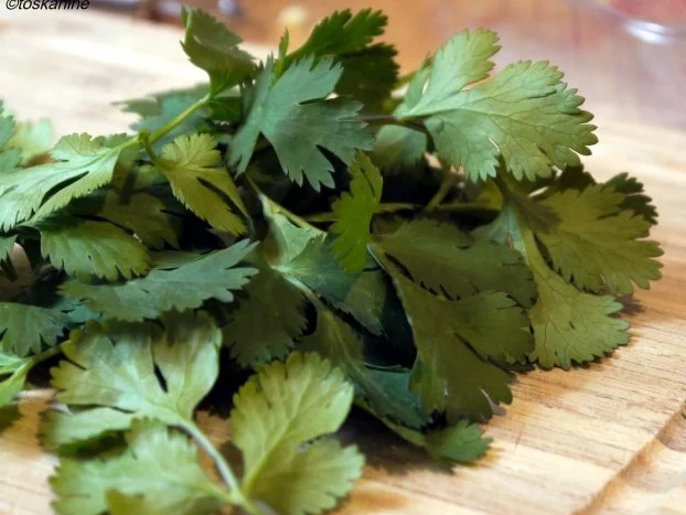 Rezept: Oliven-Orangen-Pesto Bild Nr. 5 Oliven-Orangen-Pesto - Rezept - Bild Nr. 5