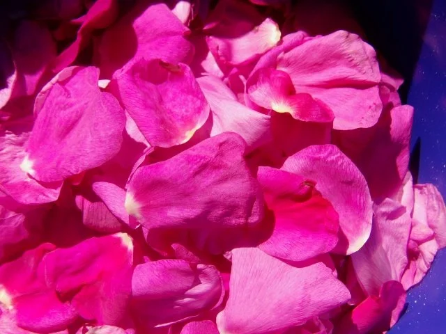 Rezept: Dänisches Wildrosen Salz Bild Nr. 3 Dänisches Wildrosen Salz - Rezept - Bild Nr. 3