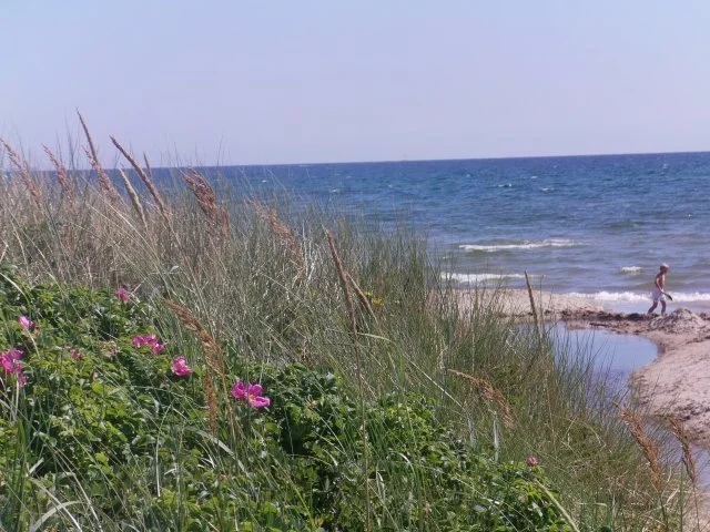 Rezept: Dänisches Wildrosen Salz Bild Nr. 7 Dänisches Wildrosen Salz - Rezept - Bild Nr. 7