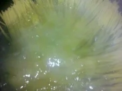 Rezept: Liguine mit Fenchel-Salami-Tomtenstücken Bild Nr. 8 Liguine mit Fenchel-Salami-Tomtenstücken - Rezept - Bild Nr. 8