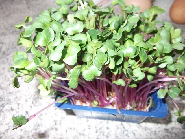 Spätzle Dieter´s Art - Rezept - Bild Nr. 3