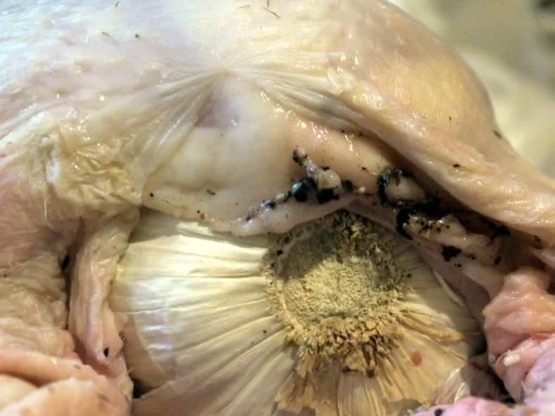 Maronenhuhn - Rezept - Bild Nr. 7