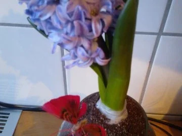 "Blumenerde" - Rezept - Bild Nr. 10