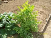 Gewürze: Gemüsebrühepulver - Rezept