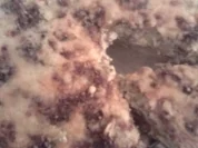 Brokkoli-Hack-Quiche - Rezept